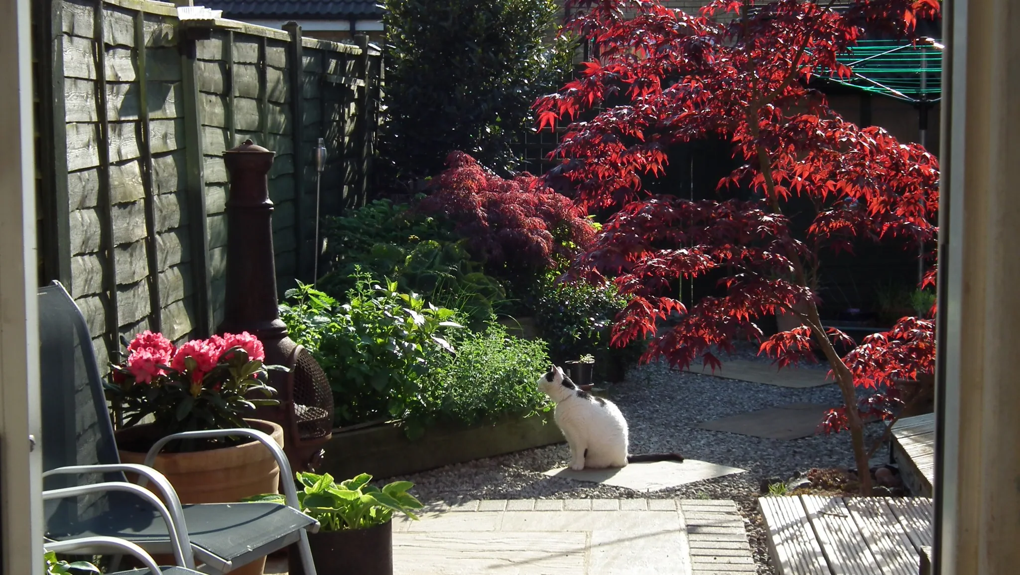 E07 sneezy & marshall   garden late afternoon 7 may (3)